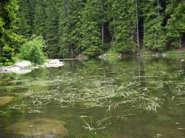 �������� �����